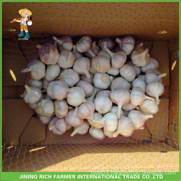 Jinxiang Chinese Fresh Normal White Garlic 5.0CM Mesh Bag In 10kg Carton